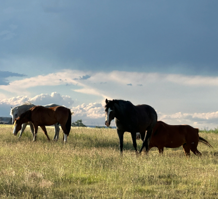 HorseID: 2313355 TM FINAL VERDICT - PhotoID: 1098761
