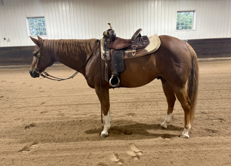 HorseID: 2313373 Cimi - PhotoID: 1098777