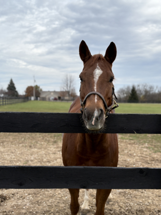 HorseID: 2313373 Cimi - PhotoID: 1098779