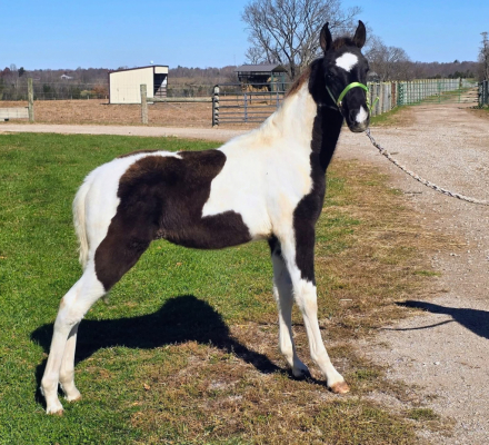 HorseID: 2313374 DMF Apache's Songbird - PhotoID: 1098782