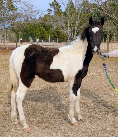 HorseID: 2313374 DMF Apache's Songbird - PhotoID: 1098784