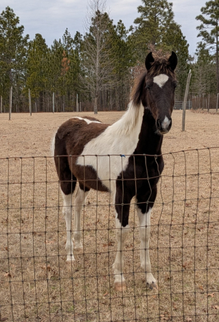 HorseID: 2313374 DMF Apache's Songbird - PhotoID: 1098785
