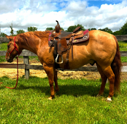 HorseID: 2313376 Michelin - PhotoID: 1098787