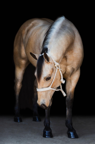 HorseID: 2313377 RowdyByWhiskeyNSugar - PhotoID: 1098797