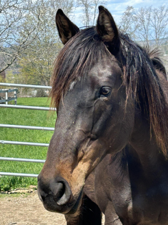 HorseID: 2313382 Halofied - PhotoID: 1098798