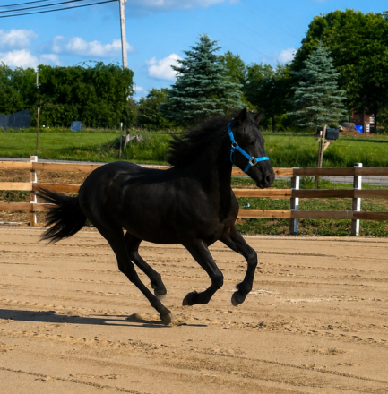 HorseID: 2313384 MF Thunder _Friesian cross - PhotoID: 1098803