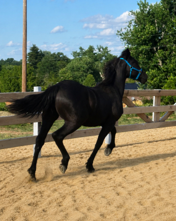 HorseID: 2313384 MF Thunder _Friesian cross - PhotoID: 1098804