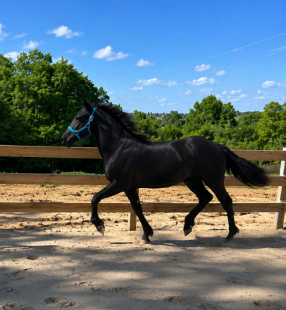 HorseID: 2313384 MF Thunder _Friesian cross - PhotoID: 1098805