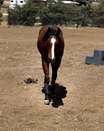 HorseID: 2313391 Thankheavenitskevin - PhotoID: 1098811