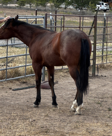 HorseID: 2313391 Thankheavenitskevin - PhotoID: 1098812