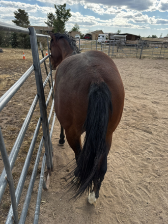 HorseID: 2313391 Thankheavenitskevin - PhotoID: 1098813