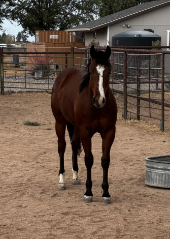 HorseID: 2313391 Thankheavenitskevin - PhotoID: 1098839
