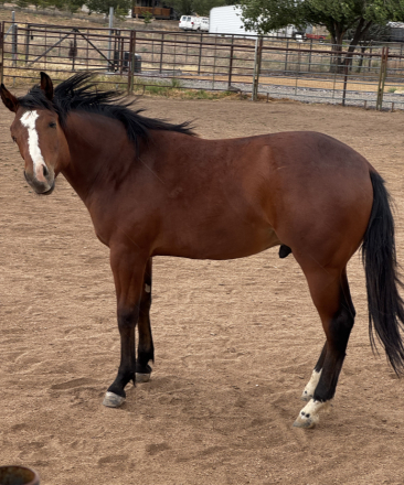 HorseID: 2313391 Thankheavenitskevin - PhotoID: 1098840