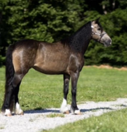 HorseID: 2313393 Sassy Classy Lexus - PhotoID: 1098815