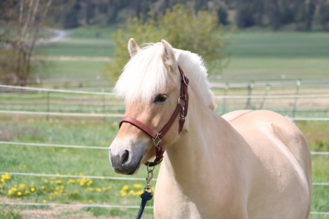 HorseID: 2313400 DD Linnea - PhotoID: 1098816