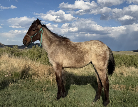 HorseID: 2313410 Wicked Emerald - PhotoID: 1098822