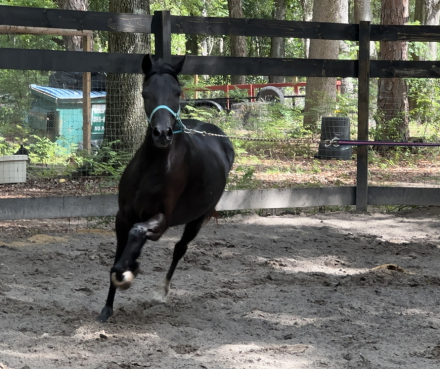 HorseID: 2313415 I Love Licorice - PhotoID: 1098834