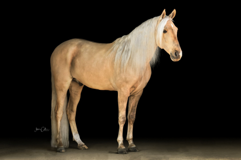 HorseID: 2313417 Cashed In With Dunnamite/ American Cash - PhotoID: 1098828