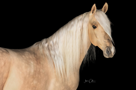 HorseID: 2313417 Cashed In With Dunnamite/ American Cash - PhotoID: 1098829