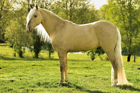 HorseID: 2313417 Cashed In With Dunnamite/ American Cash - PhotoID: 1098831