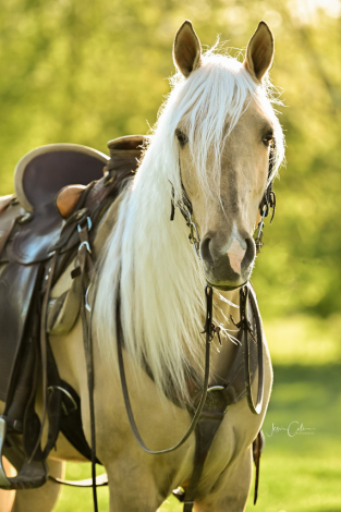 HorseID: 2313417 Cashed In With Dunnamite/ American Cash - PhotoID: 1098833