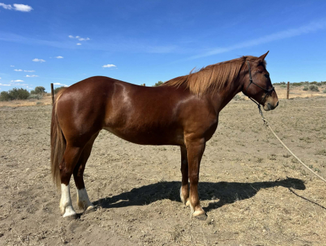 HorseID: 2313420 Catalina - PhotoID: 1098835