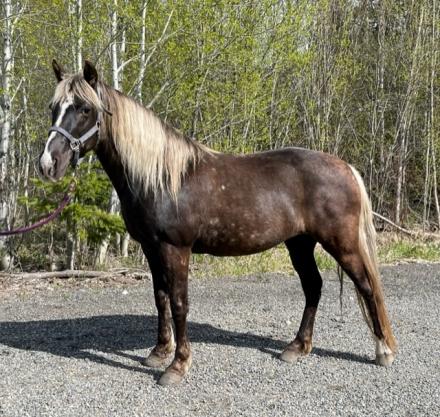 HorseID: 2313423 SRF Sound of Music - PhotoID: 1098836