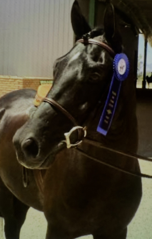 HorseID: 2313427 AMERICA - PhotoID: 1098843