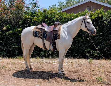 HorseID: 2313434 Reta - PhotoID: 1098846