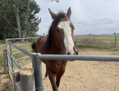 HorseID: 2313439 IMA STYLIN SECRET - PhotoID: 1098861