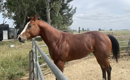 HorseID: 2313439 IMA STYLIN SECRET - PhotoID: 1098862