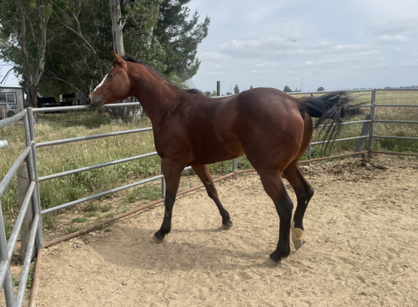 HorseID: 2313439 IMA STYLIN SECRET - PhotoID: 1098863