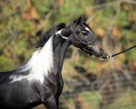 HorseID: 2313440 Midnyte Northern Lytes - PhotoID: 1098929