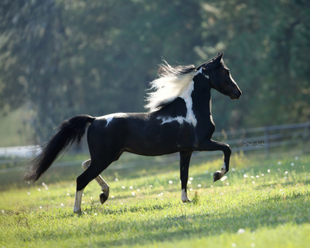 HorseID: 2313440 Midnyte Northern Lytes - PhotoID: 1098930