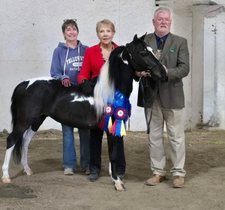 HorseID: 2313440 Midnyte Northern Lytes - PhotoID: 1098932