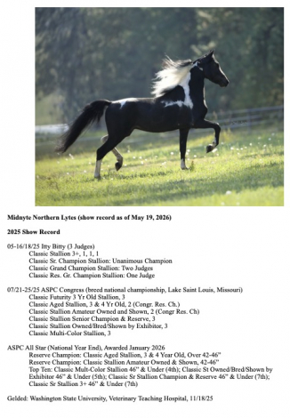 HorseID: 2313440 Midnyte Northern Lytes - PhotoID: 1098935