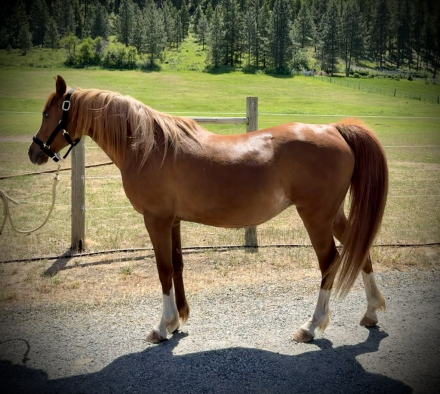 HorseID: 2313441 Amirah - PhotoID: 1098852