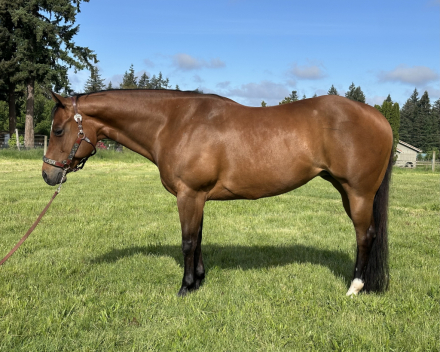 HorseID: 2313443 KEEPIN IT SOUTHERN - PhotoID: 1098853