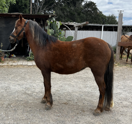 HorseID: 2313445 New Moon’s Twilight Legend - PhotoID: 1098855