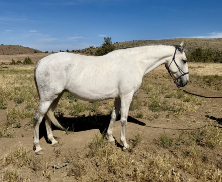 HorseID: 2313451 Miya JN - PhotoID: 1098857