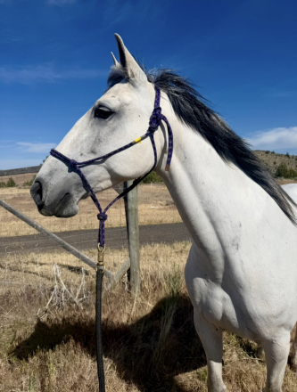 HorseID: 2313451 Miya JN - PhotoID: 1098858