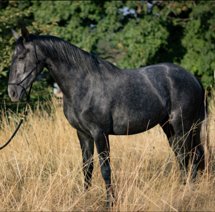 HorseID: 2313451 Miya JN - PhotoID: 1098859