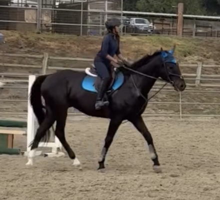 HorseID: 2313453 Bentley - PhotoID: 1098865