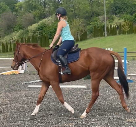 HorseID: 2313455 Mr. Rainbow - PhotoID: 1098880