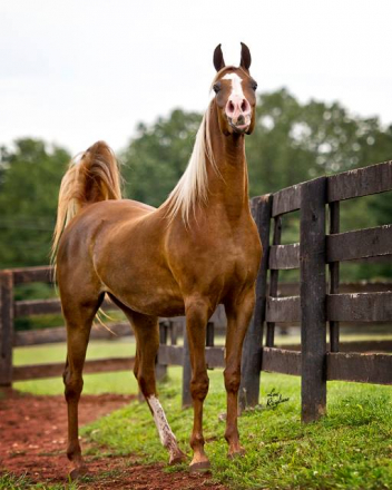 HorseID: 2313458 BARMYRE AMURRAH - PhotoID: 1098867