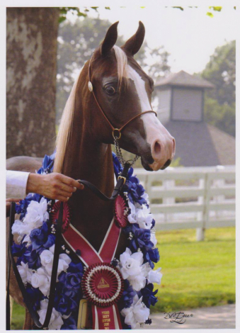 HorseID: 2313458 BARMYRE AMURRAH - PhotoID: 1098868