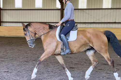 HorseID: 2313462 Sana Dessa - PhotoID: 1098870