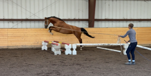 HorseID: 2313462 Sana Dessa - PhotoID: 1098871