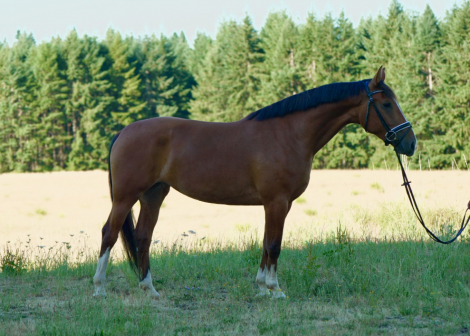 HorseID: 2313462 Sana Dessa - PhotoID: 1098872