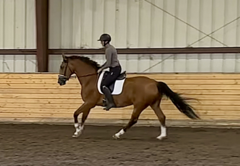 HorseID: 2313462 Sana Dessa - PhotoID: 1098873